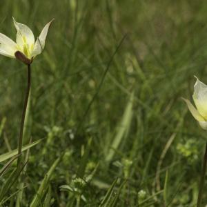 Photographie n°2443587 du taxon Tulipa sylvestris subsp. australis (Link) Pamp. [1914]