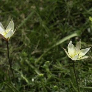 Photographie n°2443591 du taxon Tulipa sylvestris subsp. australis (Link) Pamp. [1914]