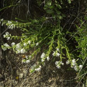 Photographie n°2443593 du taxon Polygala vulgaris subsp. vulgaris