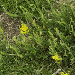 Photographie n°2443602 du taxon Genista sagittalis L.