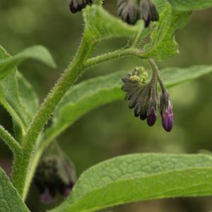 Photographie n°2443604 du taxon Symphytum officinale subsp. officinale 