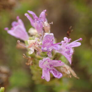 Photographie n°2443647 du taxon Thymbra capitata (L.) Cav.