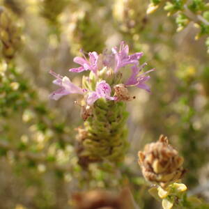 Photographie n°2443650 du taxon Thymbra capitata (L.) Cav.