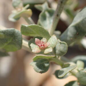 Photographie n°2443668 du taxon Atriplex halimus L.