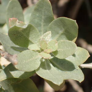 Photographie n°2443669 du taxon Atriplex halimus L.