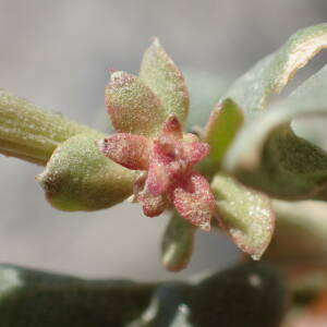 Photographie n°2443670 du taxon Atriplex halimus L.