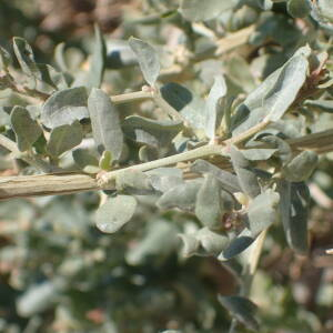 Photographie n°2443673 du taxon Atriplex halimus L.