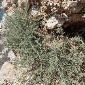 Photographie n°2443674 du taxon Atriplex halimus L.