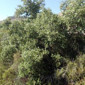 Photographie n°2443724 du taxon Quercus coccifera L.