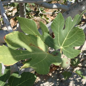 Photographie n°2443731 du taxon Ficus carica L.