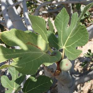 Photographie n°2443732 du taxon Ficus carica L.