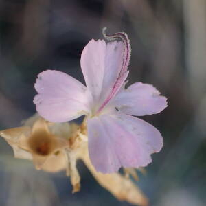 Photographie n°2443735 du taxon Petrorhagia prolifera (L.) P.W.Ball & Heywood