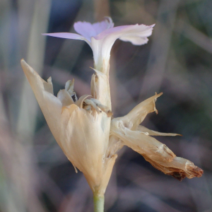 Photographie n°2443737 du taxon Petrorhagia prolifera (L.) P.W.Ball & Heywood