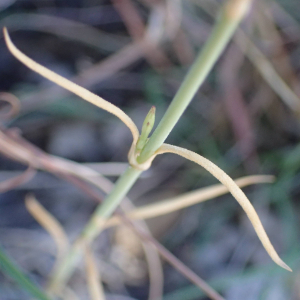 Photographie n°2443738 du taxon Petrorhagia prolifera (L.) P.W.Ball & Heywood