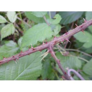 Rubus adenoleucus Chaboiss.