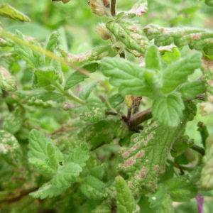 Photographie n°2444043 du taxon Teucrium scordium L.