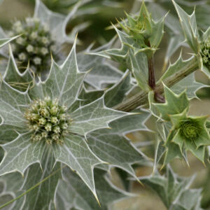 Photographie n°2444174 du taxon Eryngium maritimum L.