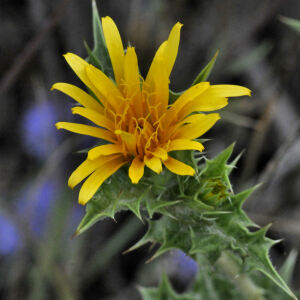 Photographie n°2444250 du taxon Scolymus hispanicus L.