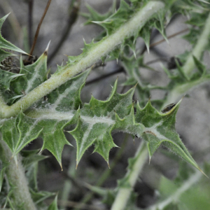 Photographie n°2444251 du taxon Scolymus hispanicus L.