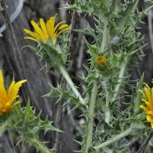 Photographie n°2444252 du taxon Scolymus hispanicus L.