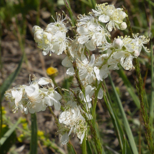 Photographie n°2444294 du taxon Filipendula vulgaris Moench