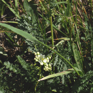 Photographie n°2444295 du taxon Filipendula vulgaris Moench