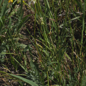 Photographie n°2444297 du taxon Filipendula vulgaris Moench