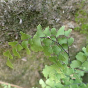 Photographie n°2444593 du taxon Adiantum capillus-veneris L.