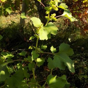 Photographie n°2444637 du taxon Xanthium orientale subsp. italicum (Moretti) Greuter