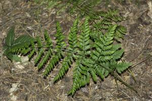 Jean-Jacques Houdré, le 28 mai 2020 (Saint-Genest-Malifaux)