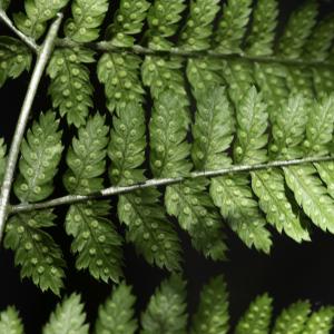  - Dryopteris expansa (C.Presl) Fraser-Jenk. & Jermy [1977]