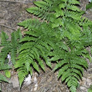  - Dryopteris expansa (C.Presl) Fraser-Jenk. & Jermy [1977]