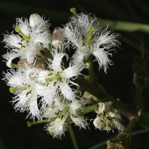 Photographie n°2444658 du taxon Menyanthes trifoliata L.