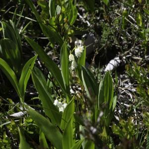 Photographie n°2444676 du taxon Convallaria majalis L.