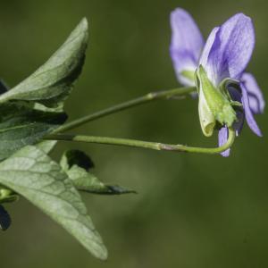 Photographie n°2444689 du taxon Viola canina L. [1753]