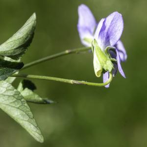 Photographie n°2444690 du taxon Viola canina L. [1753]