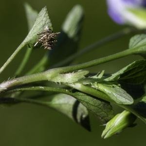 Photographie n°2444691 du taxon Viola canina L. [1753]