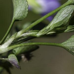 Photographie n°2444692 du taxon Viola canina L. [1753]