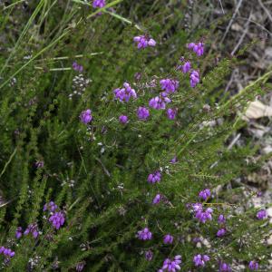 Photographie n°2444694 du taxon Erica cinerea L. [1753]