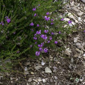 Photographie n°2444697 du taxon Erica cinerea L. [1753]