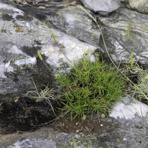 Photographie n°2444699 du taxon Plantago holosteum Scop.