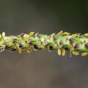 Photographie n°2444700 du taxon Plantago holosteum Scop.