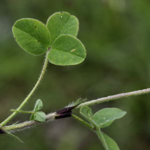 Photographie n°2444748 du taxon Trifolium ochroleucon Huds. [1762]