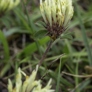 Photographie n°2444750 du taxon Trifolium ochroleucon Huds. [1762]