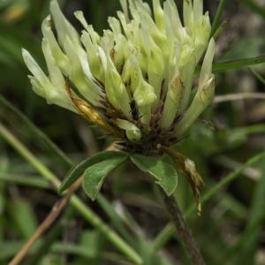 Photographie n°2444753 du taxon Trifolium ochroleucon Huds. [1762]