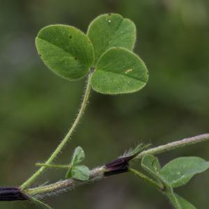 Photographie n°2444754 du taxon Trifolium ochroleucon Huds. [1762]