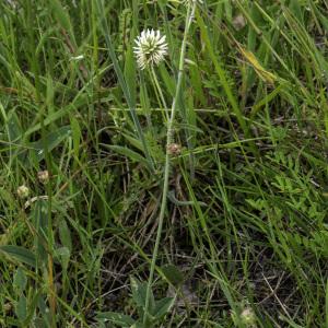 Photographie n°2444755 du taxon Trifolium montanum L.