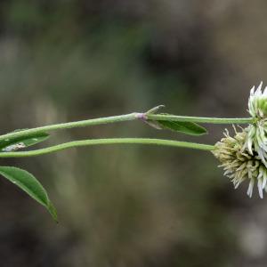 Photographie n°2444756 du taxon Trifolium montanum L.