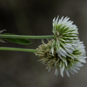 Photographie n°2444757 du taxon Trifolium montanum L.