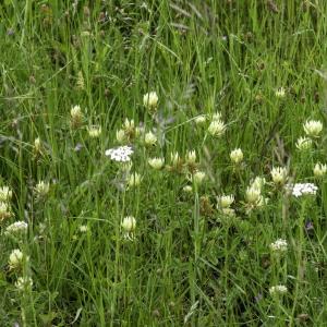 Photographie n°2444759 du taxon Trifolium ochroleucon Huds. [1762]